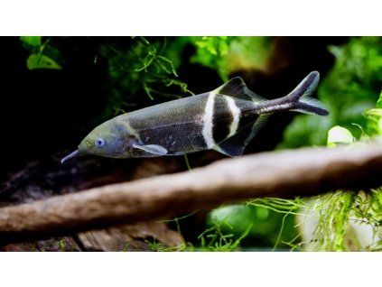 gnathonemus petersii 8