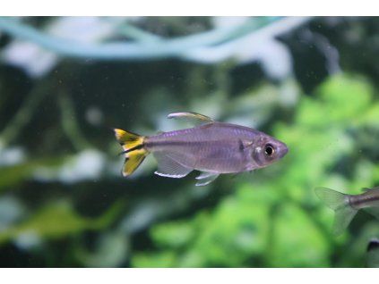 Afrotetra bomanská - Alestopetersius caudalis
