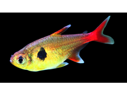 Fantom žlutý - Hyphessobrycon roseus
