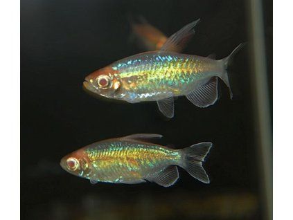 phenacogrammus interruptus albino kongosalmler
