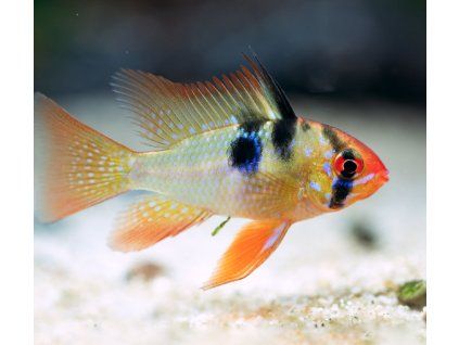 Cichlidka Ramirezova - Mikrogeophagus ramirezi