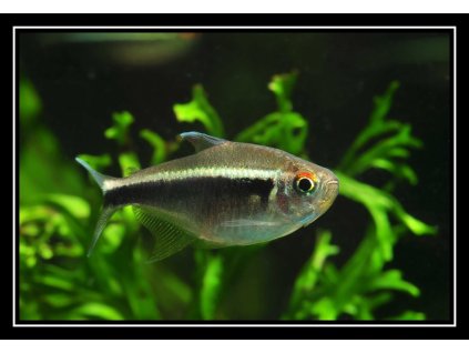 Neonka černá - Hyphessobrycon herbertaxelrodi