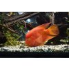 Cichlasoma Parrot Red
