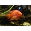 Cichlida papouščí - Cichlasoma Parrot Red samice