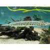 Kostlín skvrnitý - Lepisosteus oculatus 40cm