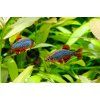 Dánio perlové - Dánio margaritatus