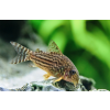 Pancéřníček Sterbuv - Corydoras sterbai