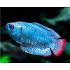 Čichavec zakrslý neon blue - Trichogaster lalius neon blue
