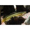Bichir senegalský