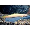 Bichir senegalský albi - Polypterus senegalus