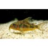 Corydoras Paleatus