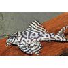 Hypancistrus L236