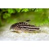 Corydoras Elegans