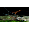 Anténovec malarmo - Platysilurus malarmo