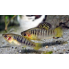 Limia černopruhá - Limia nigrofasciata