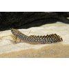 Bichir ozdobný - Polypterus ornatipinnis