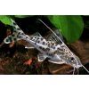 Anténovec barevný  - Pimelodus pictus