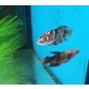 Bojovnice pestrá - Betta splendens samice 'Koi'
