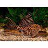 Glyptoper velkoploutvý - Pterygoplichthys gibbiceps