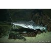 Anténovec pruhovaný 40cm - Pseudoplatystoma fasciatum
