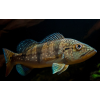 Cichlida piquiti - Cichla piquiti