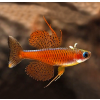 Duhounek luminatus - Pseudomugil luminatus