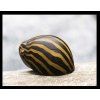 Neritina zebra - Neritina natalensis