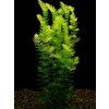 Ceratophyllum demersum