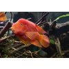 Cichlida papouščí - Cichlasoma Parrot Red 30+ cm