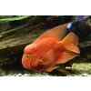 Cichlida papouščí - Cichlasoma Parrot Red 30+ cm