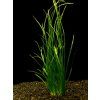 Vallisneria spiralis