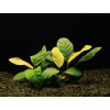 Anubias Coffeefolia