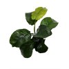 Anubias barteri var. barteri Broad leaf