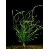 Crinum calamistratum cibule