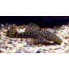 Ancistrus SP.