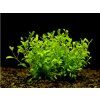 Glossostigma elatinoides