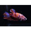 Bojovnice pestrá - Betta splendens Koi samec