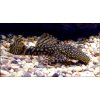 Ancistrus SP.