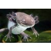 Axolotl B 01