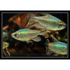 Afrotetra konžská - Phenacogrammus interruptus hejno