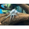 Krab Siamthelphusa acutidens - Siamthelphusa acutidens