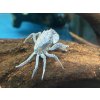 Krab Siamthelphusa acutidens - Siamthelphusa acutidens