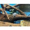Krab Siamthelphusa acutidens - Siamthelphusa acutidens