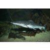 Anténovec pruhovaný  10cm - Pseudoplatystoma fasciatum