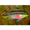 Pelvicachromis pulcher