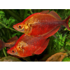 Duhovka lososová - Glossolepis incisus