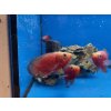 Vrubozubec paví red chilli 10cm - Astronotus ocellatus red chilli