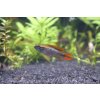 Cichlidka Agassizova Double Red - Apistogramma Agassizzi Double Red