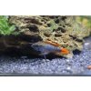 Cichlidka Agassizova Double Red - Apistogramma Agassizzi Double Red