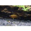 Cichlidka Agassizova Double Red - Apistogramma Agassizzi Double Red samice